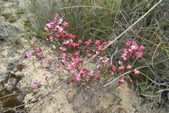 Image of Erica guthriei Bolus