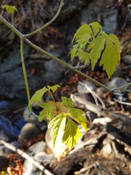 Imagem de Acer negundo var. californicum (Torr. & Gray) Sarg.