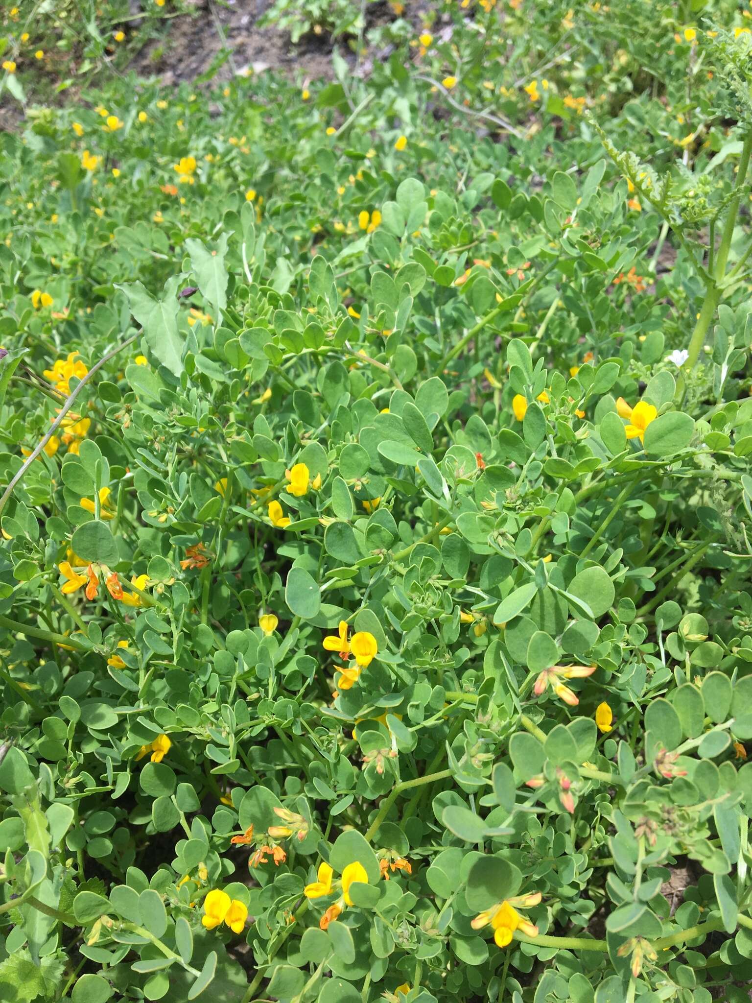 Image of coastal bird's-foot trefoil