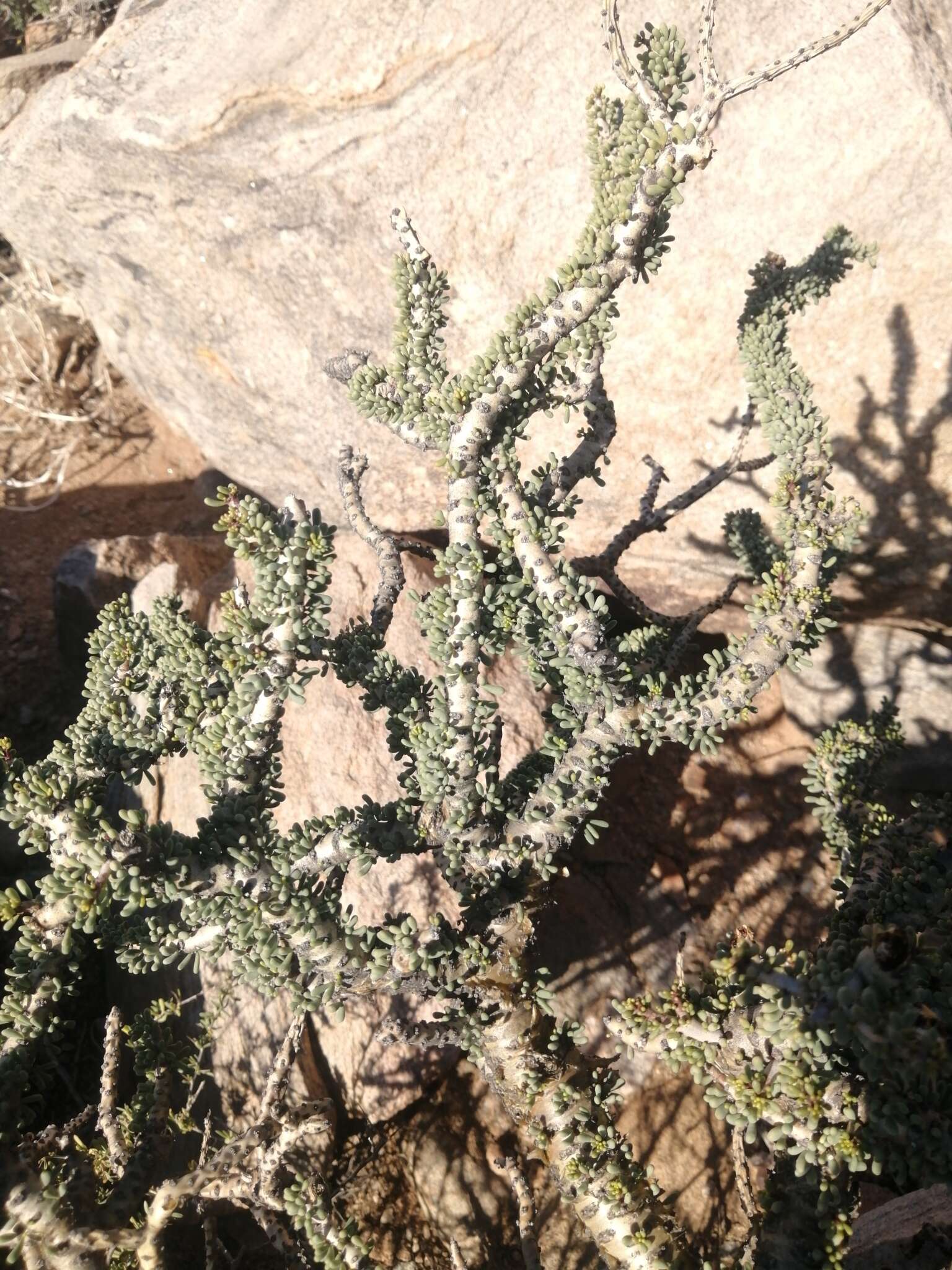 Image of Portulacaria namaquensis Sond.