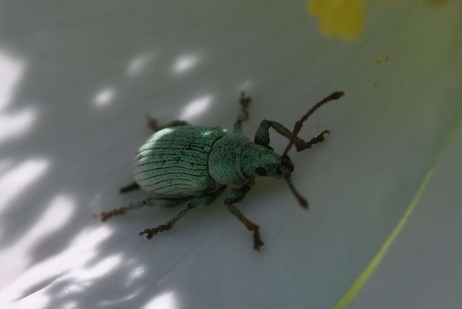 Imagem de Phyllobius (Parnemoicus) roboretanus Gredler 1882