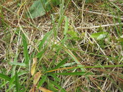 Image of heath cudweed