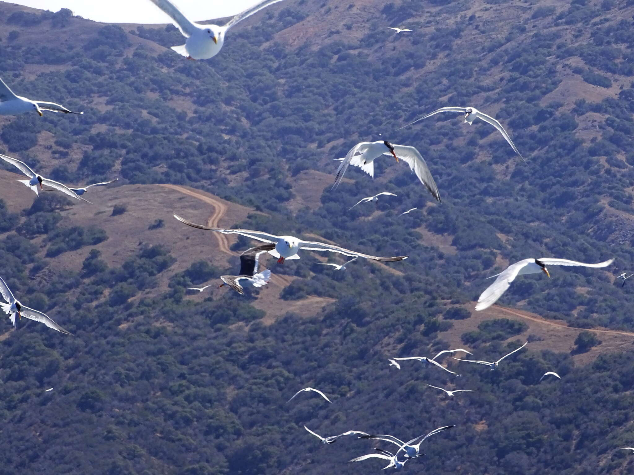 Image of Elegant Tern