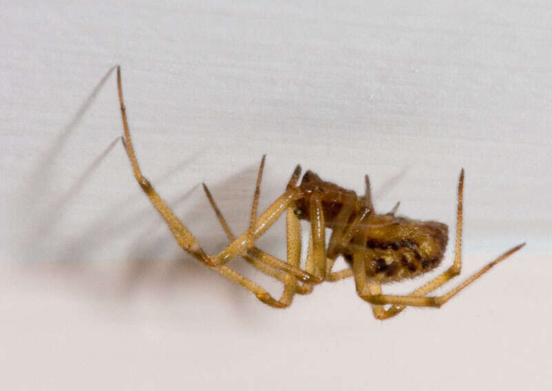 Image of Triangulate cobweb spider