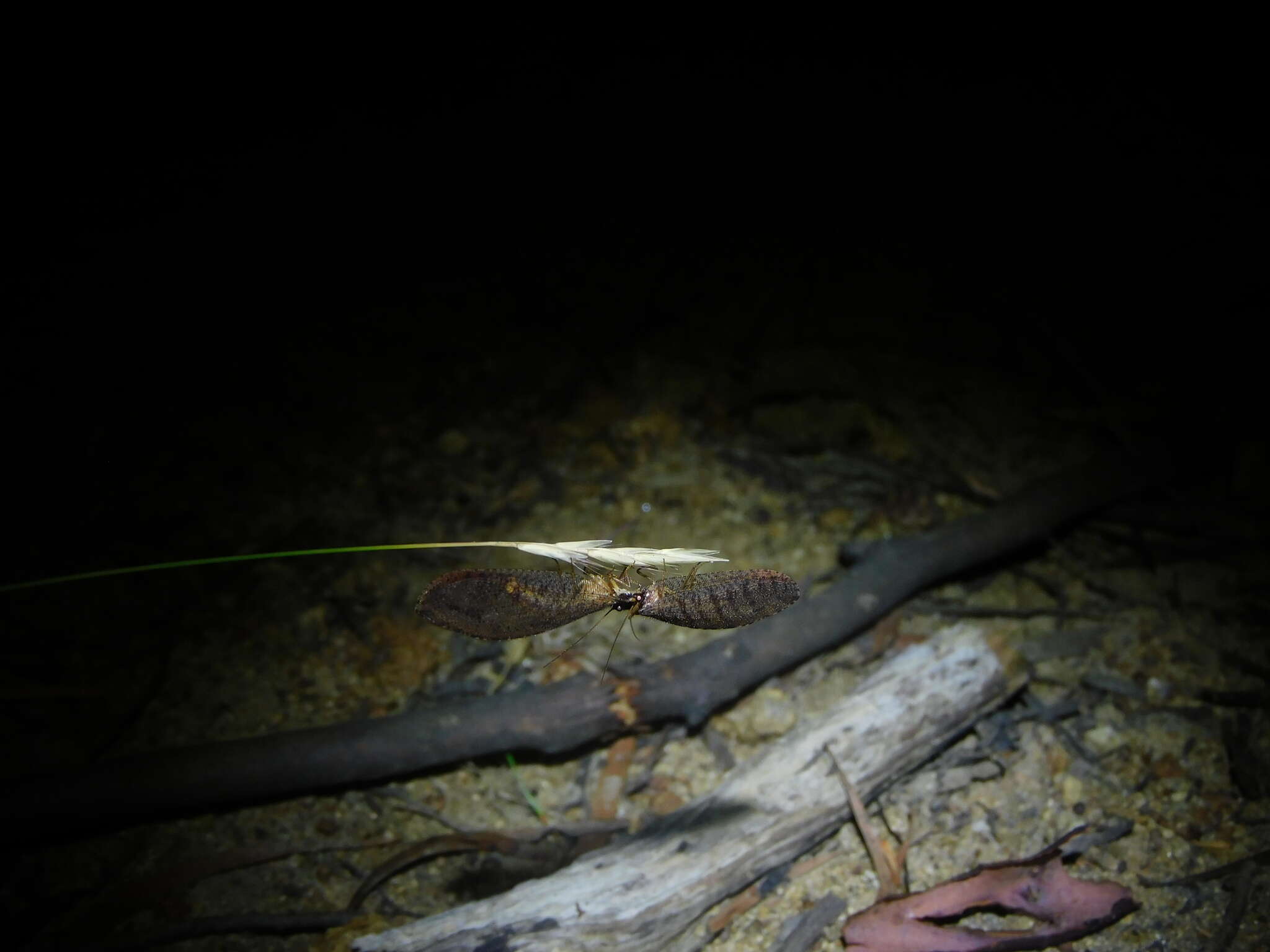 Image of Oedosmylus tasmaniensis Krüger 1913