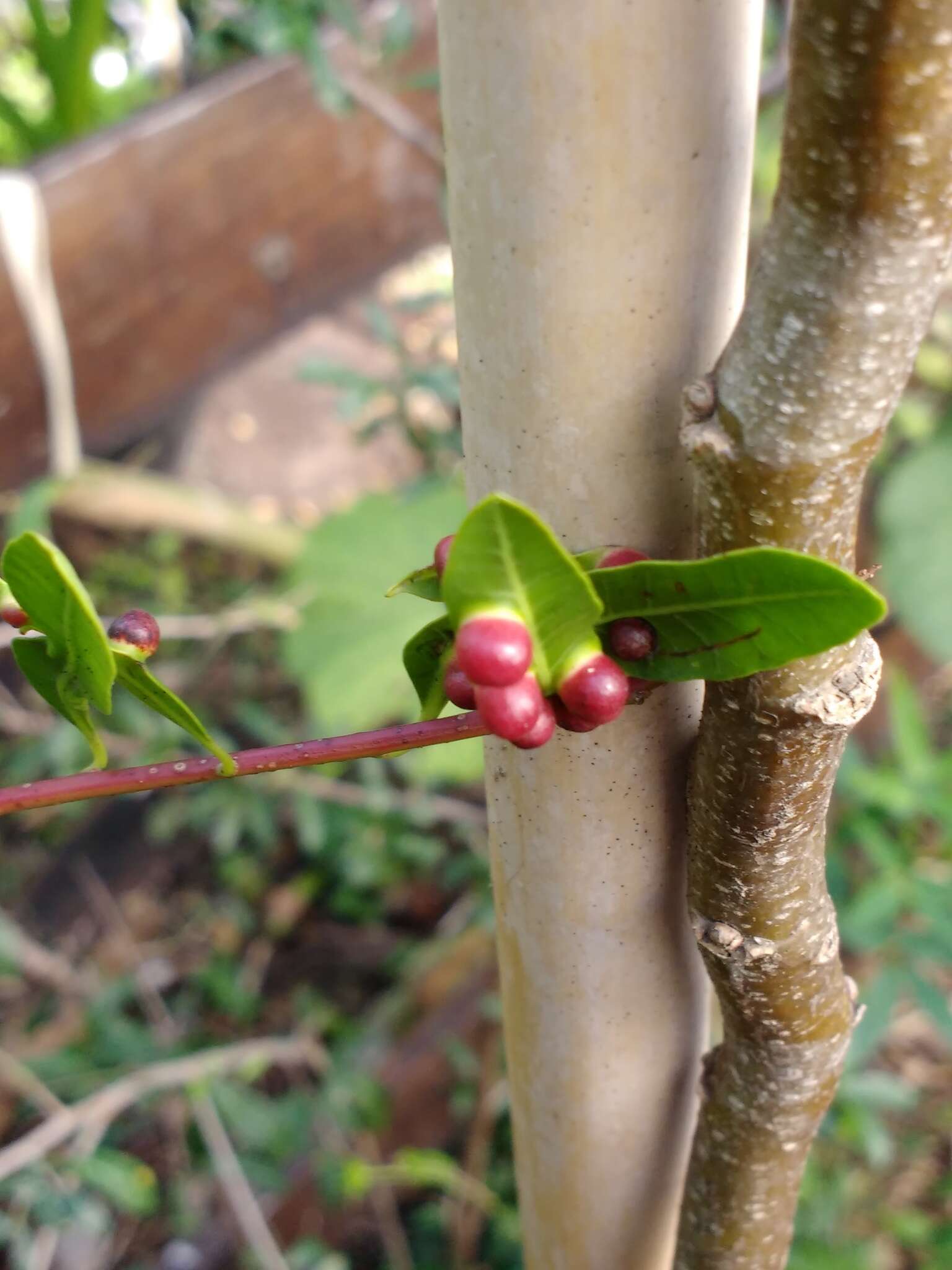 Image of Schinus longifolia (Lindl.) Speg.