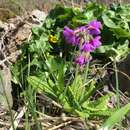 Image of Primula amoena M. Bieb.