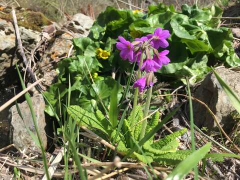 Image of Primula amoena M. Bieb.