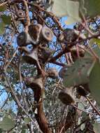 Image of round-leaf mallee