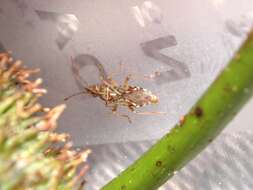 Image of sycamore seed bug