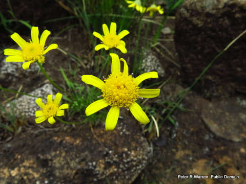 Image of Euryops laxus (Harv.) Burtt Davy