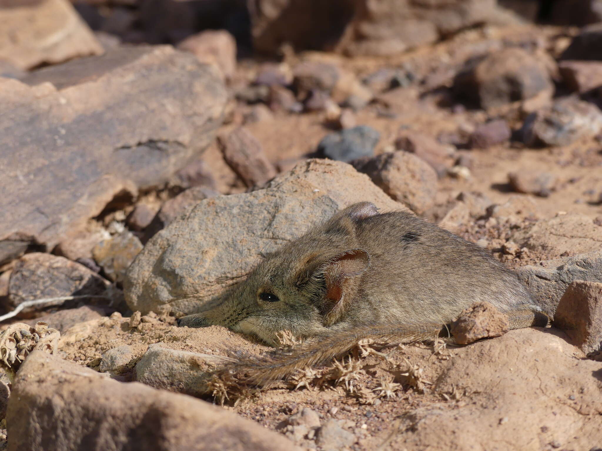 Image of North african elephant shrew