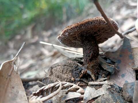 Image of Neolentinus dactyloides (Cleland) Redhead & Ginns 1985