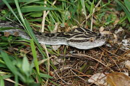 صورة Protobothrops flavoviridis (Hallowell 1861)