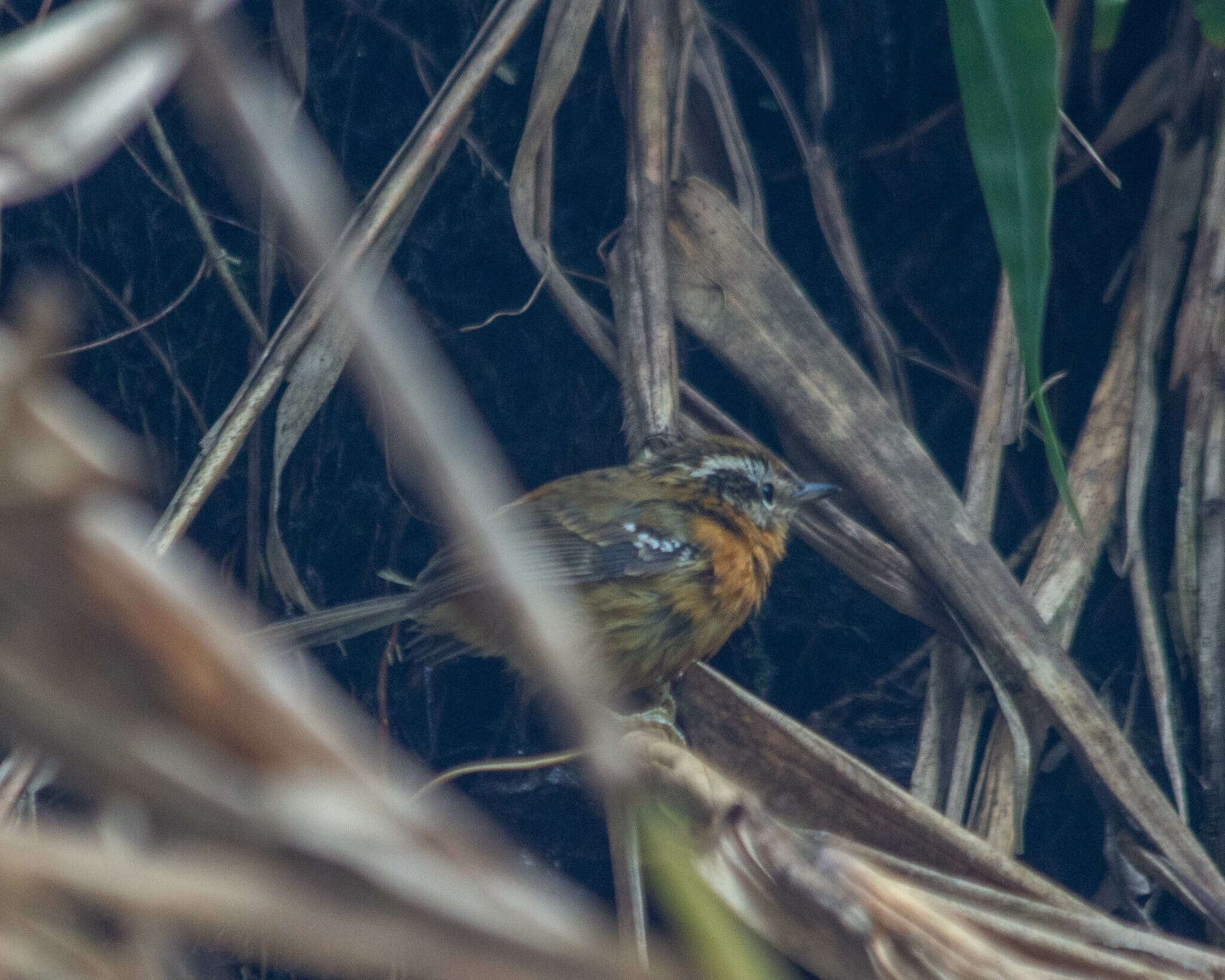 Image of Bertoni's Antbird