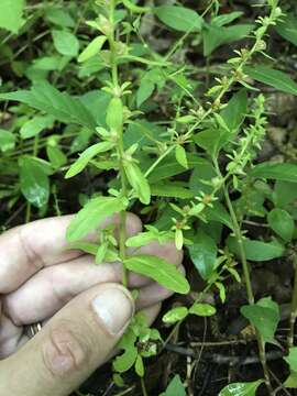 Image of american speedwell