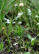 Image of Afroaster confertifolius (Hilliard & B. L. Burtt) J. C. Manning & Goldblatt