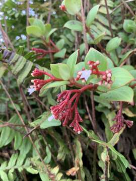 Image of Guadalupe wild coffee