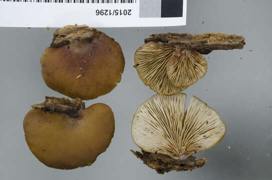 Plancia ëd <i>Crepidotus rufofloccosus</i>