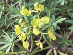 Image de Euphorbia regis-jubae J. Gay