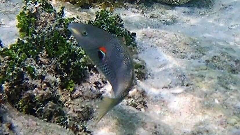 Image of Red-shoulder wrasse