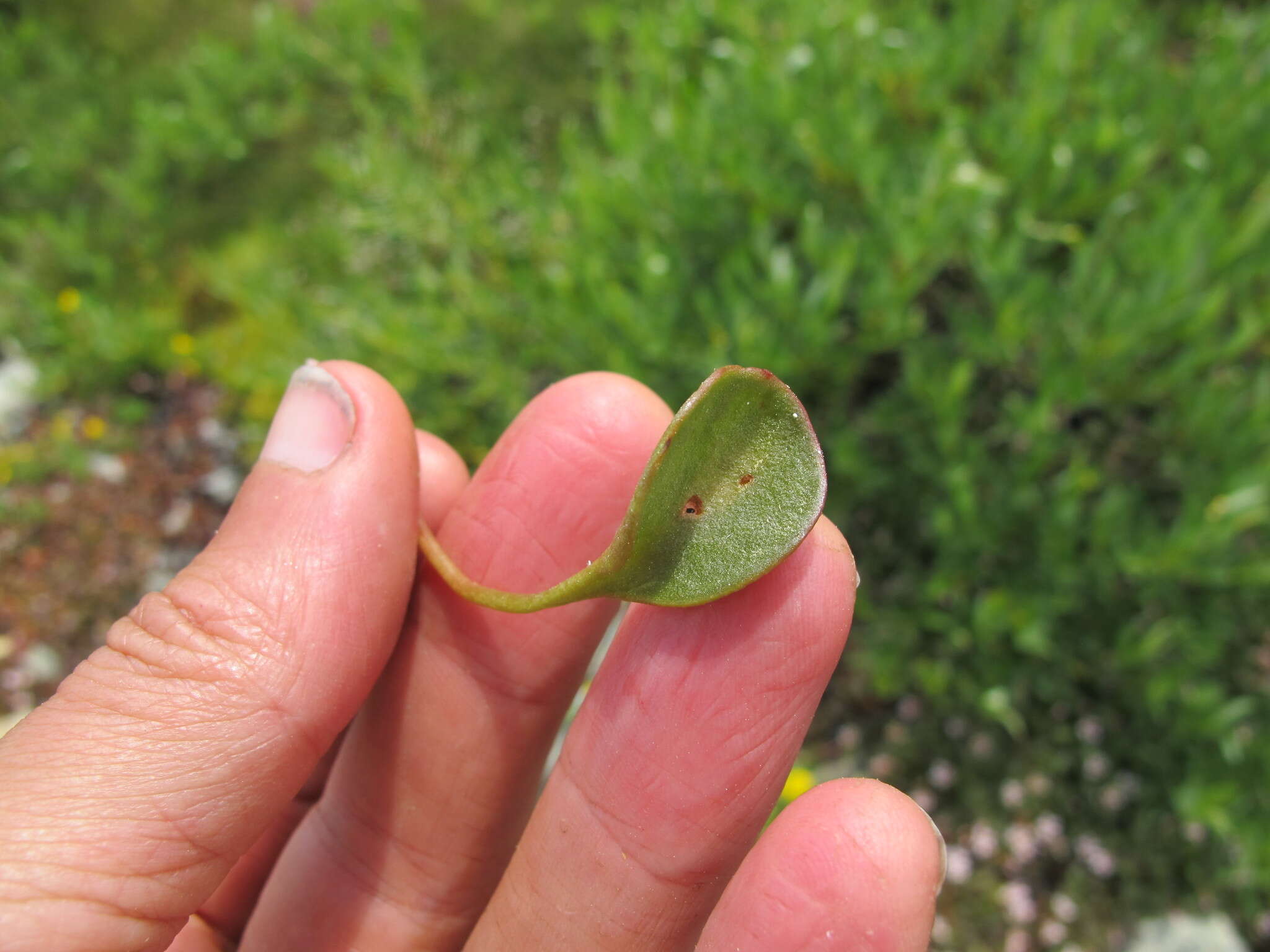 Image of Sierran Springbeauty