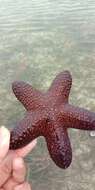 Image of Blunt Arm Sea Star