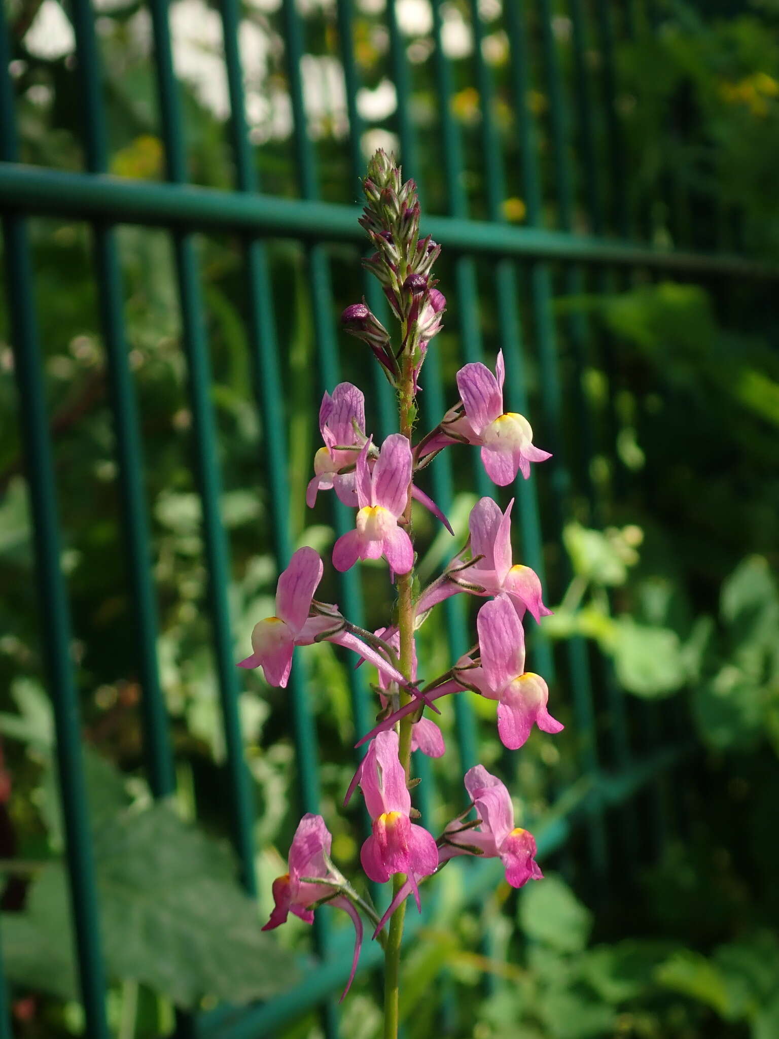 Image of Moroccan toadflax