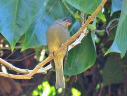 Image of Dark Pewee