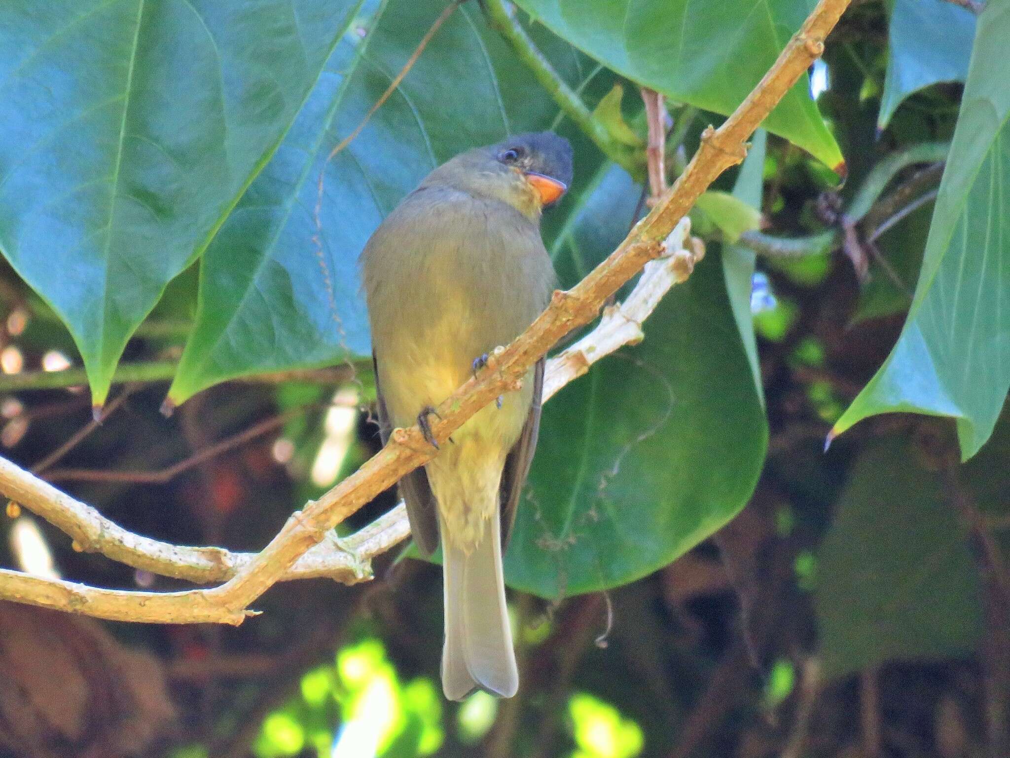 Image of Dark Pewee