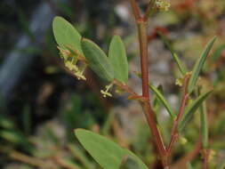 Image of Synostemon bacciformis (L.) G. L. Webster