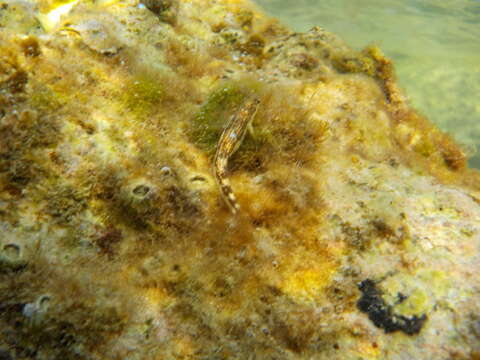 Image of Adriatic blenny