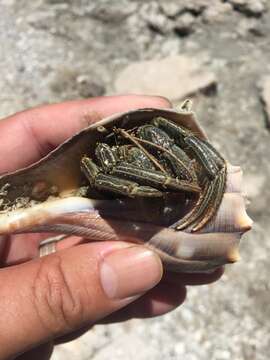 Image of Thinstripe Hermit Crab