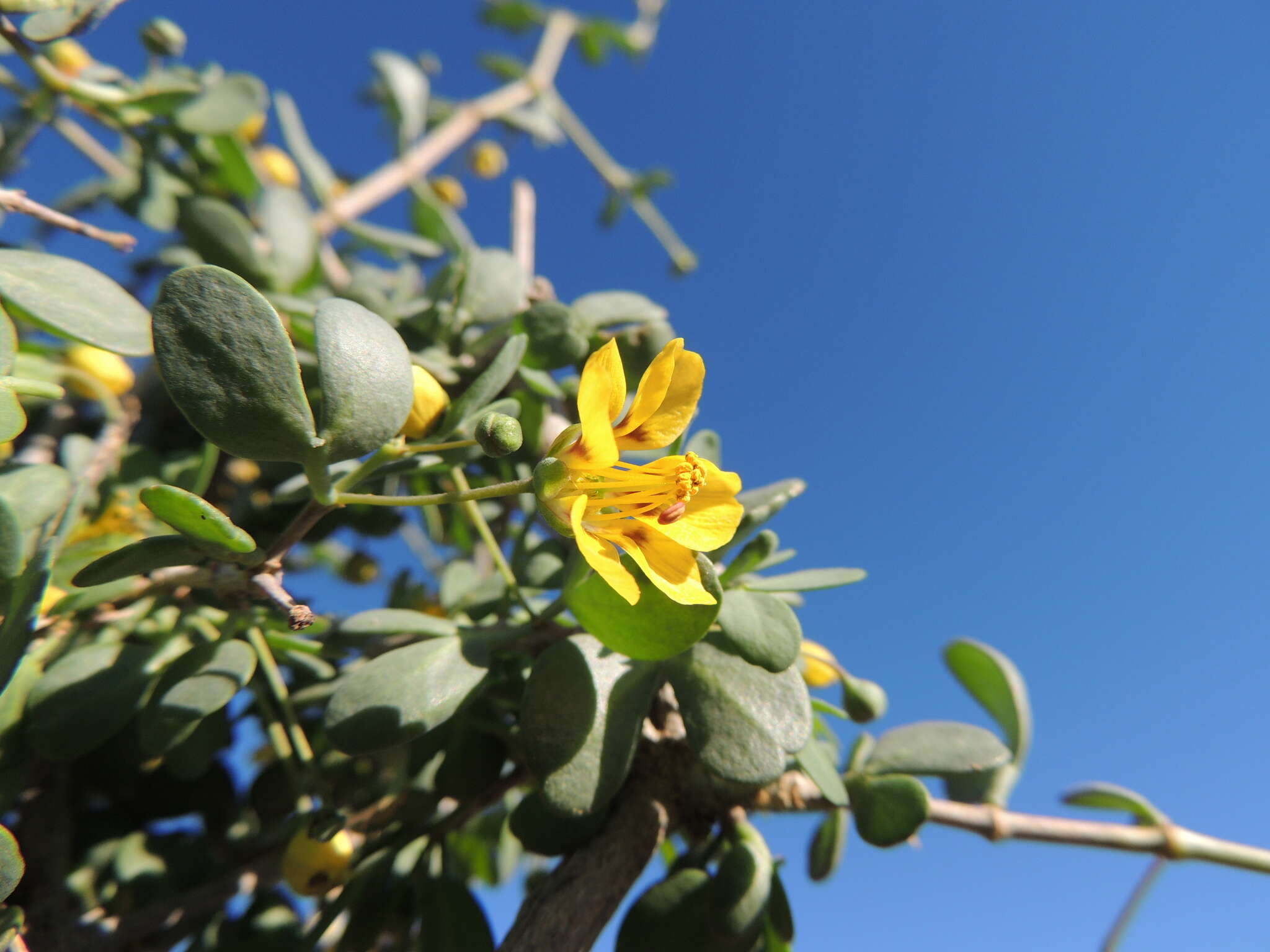 Image of Roepera lichtensteiniana (Cham.) Beier & Thulin