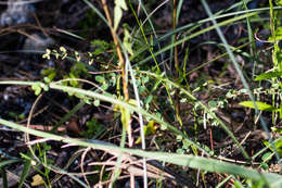 Слика од Euphorbia porteriana (Small) Oudejans