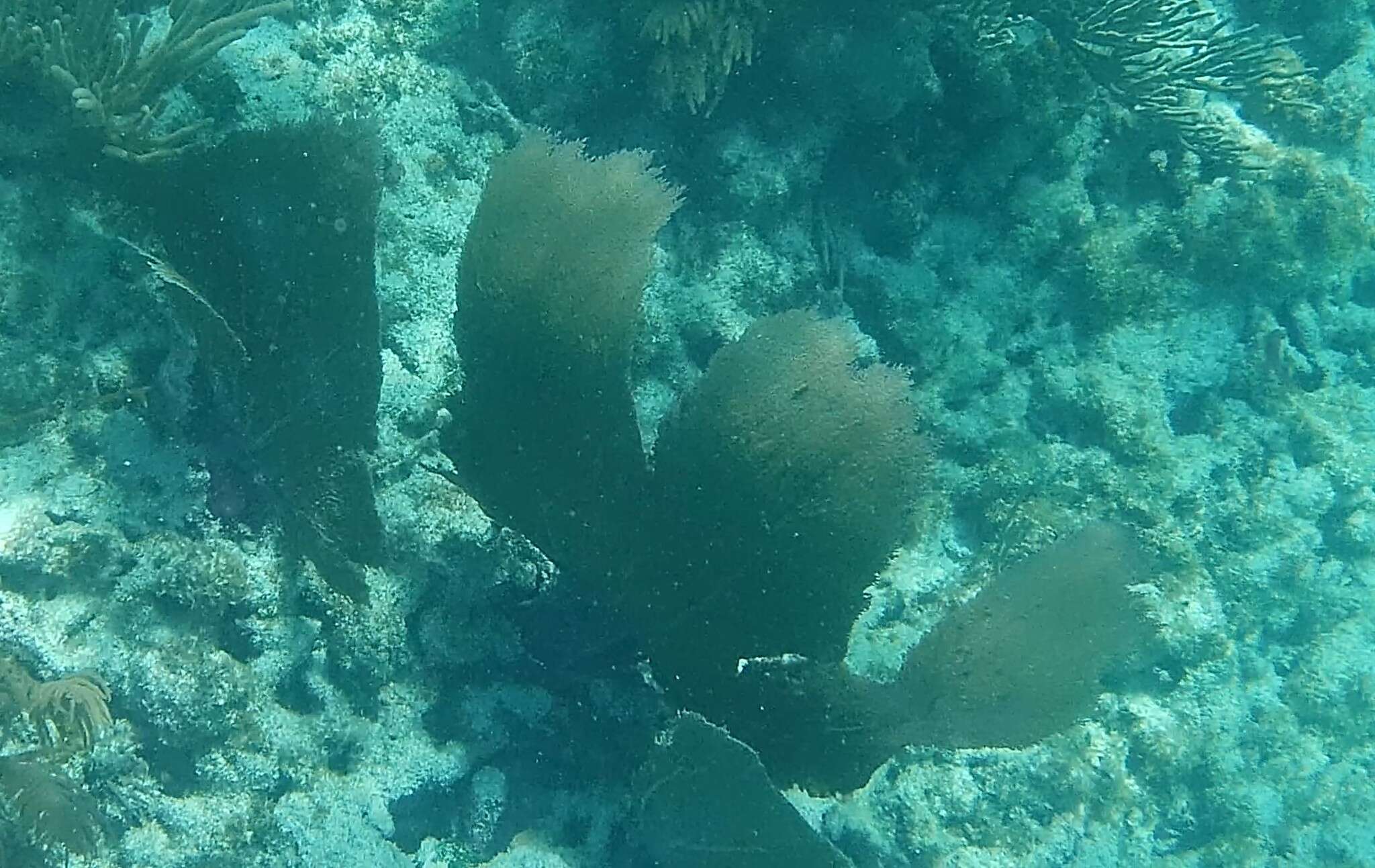 Image of Caribbean sea fan