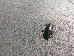 Image of Cedar Beetle