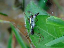 Image of Micrathena balzapamba Levi 1985