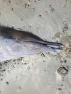 Image of Gray's Beaked Whale