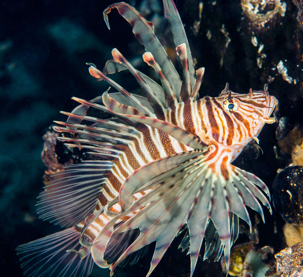 Image of Russell's lionfish