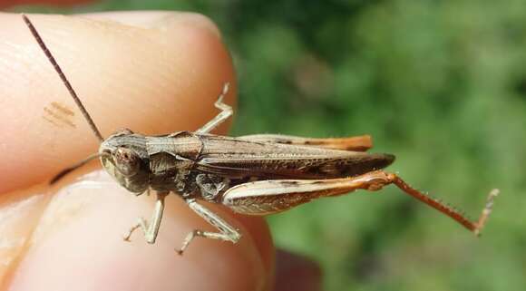 Image of bow-winged grasshopper