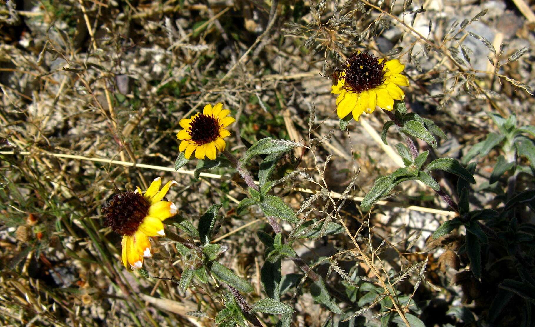 Image of Sanvitalia fruticosa Hemsl.