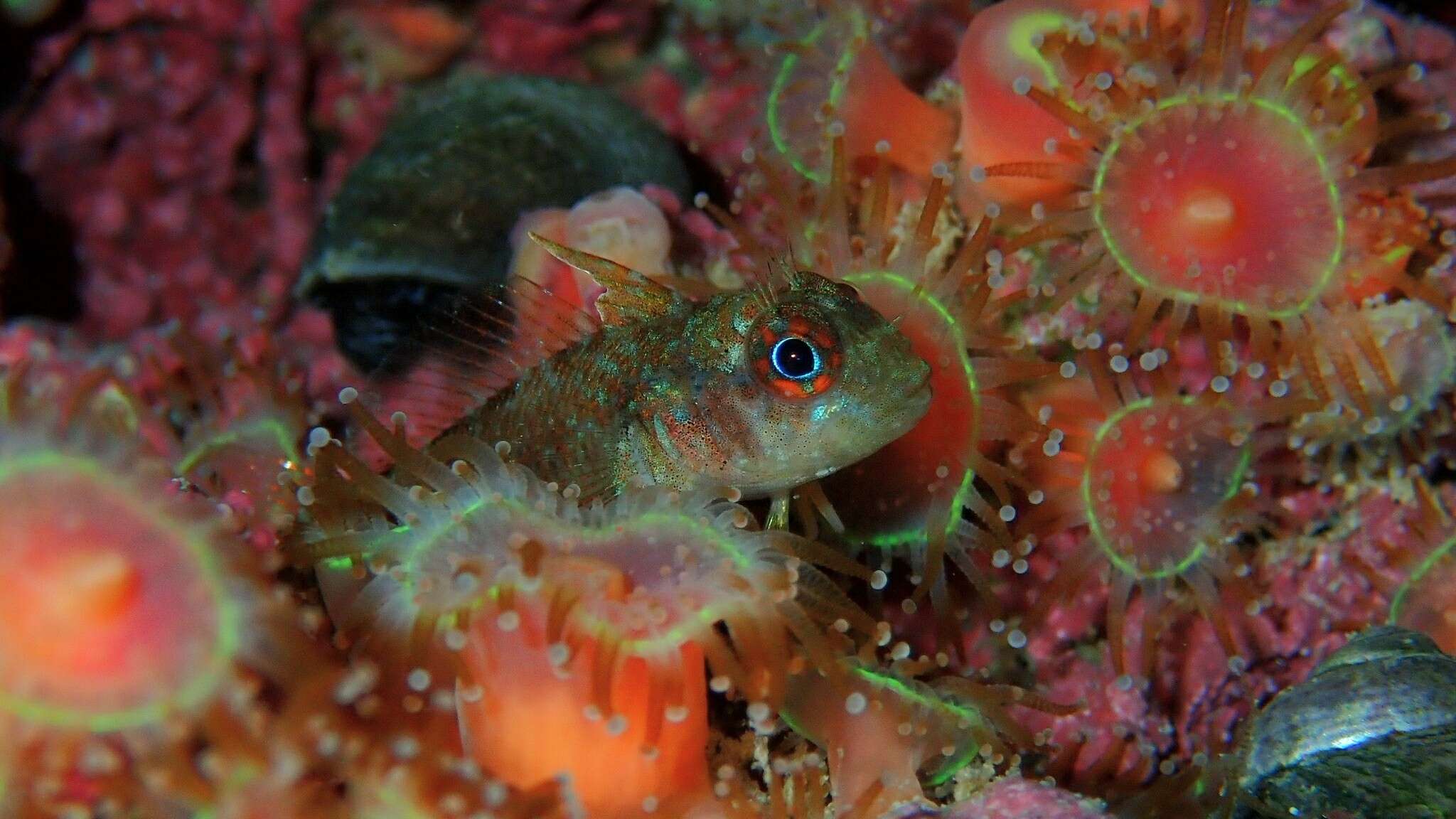 Image of Cunningham&#39;s triplefin