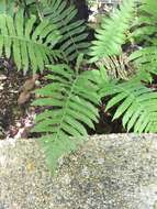 Image of Parasitic Waterfall Fern