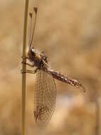 Sivun Deleproctophylla australis (Fabricius 1787) kuva