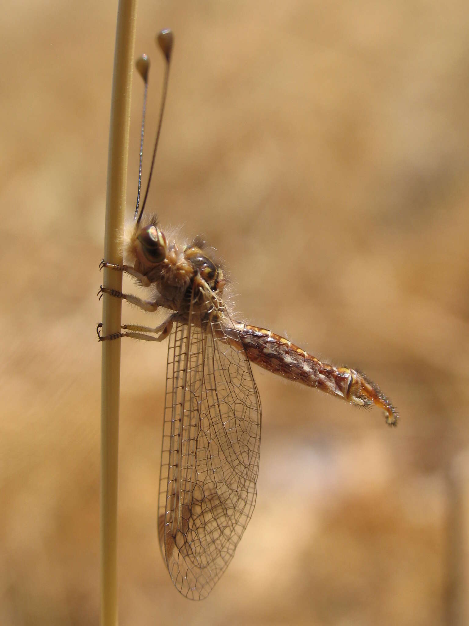 Sivun Deleproctophylla australis (Fabricius 1787) kuva