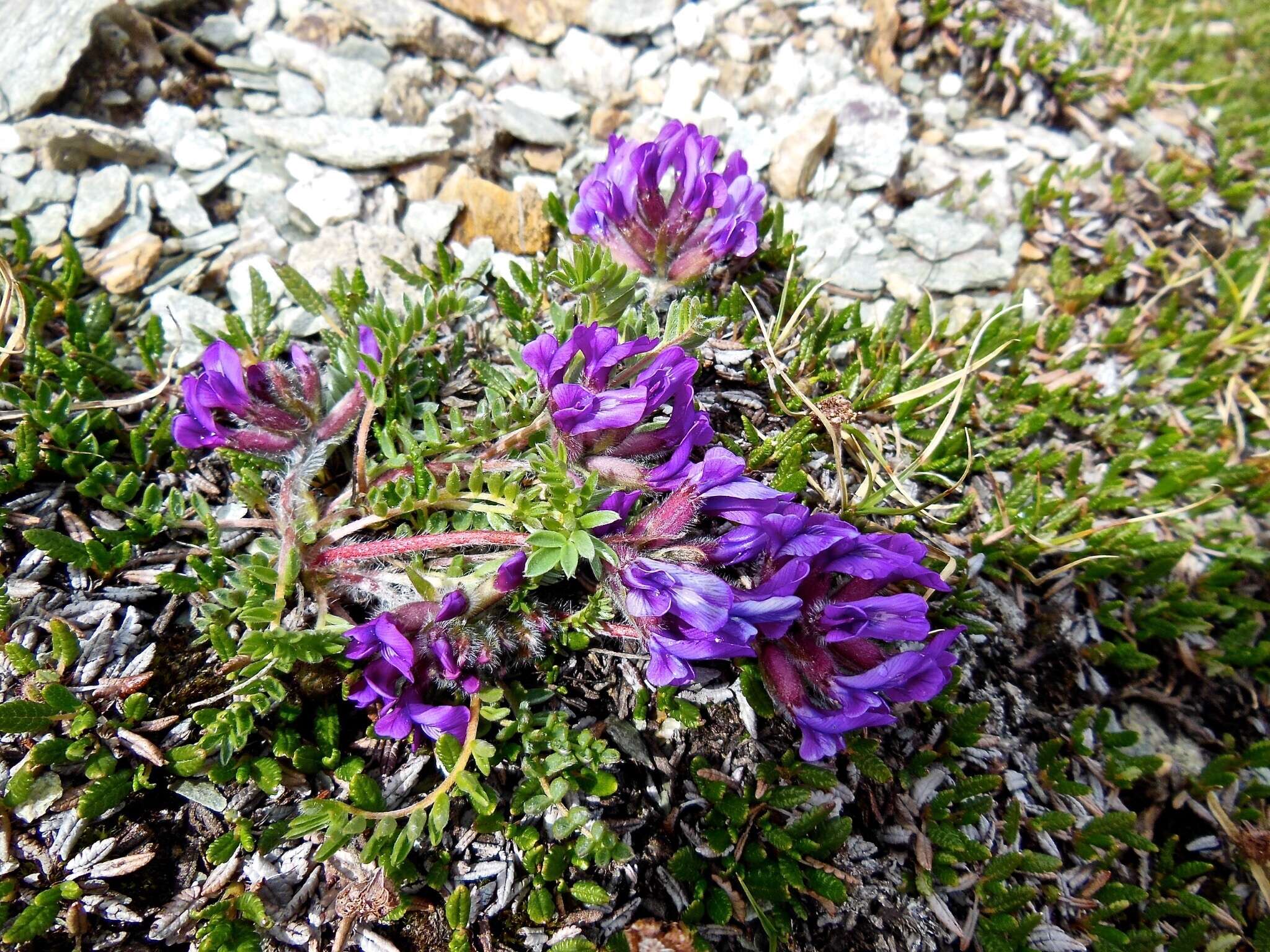 Plancia ëd Oxytropis halleri Koch