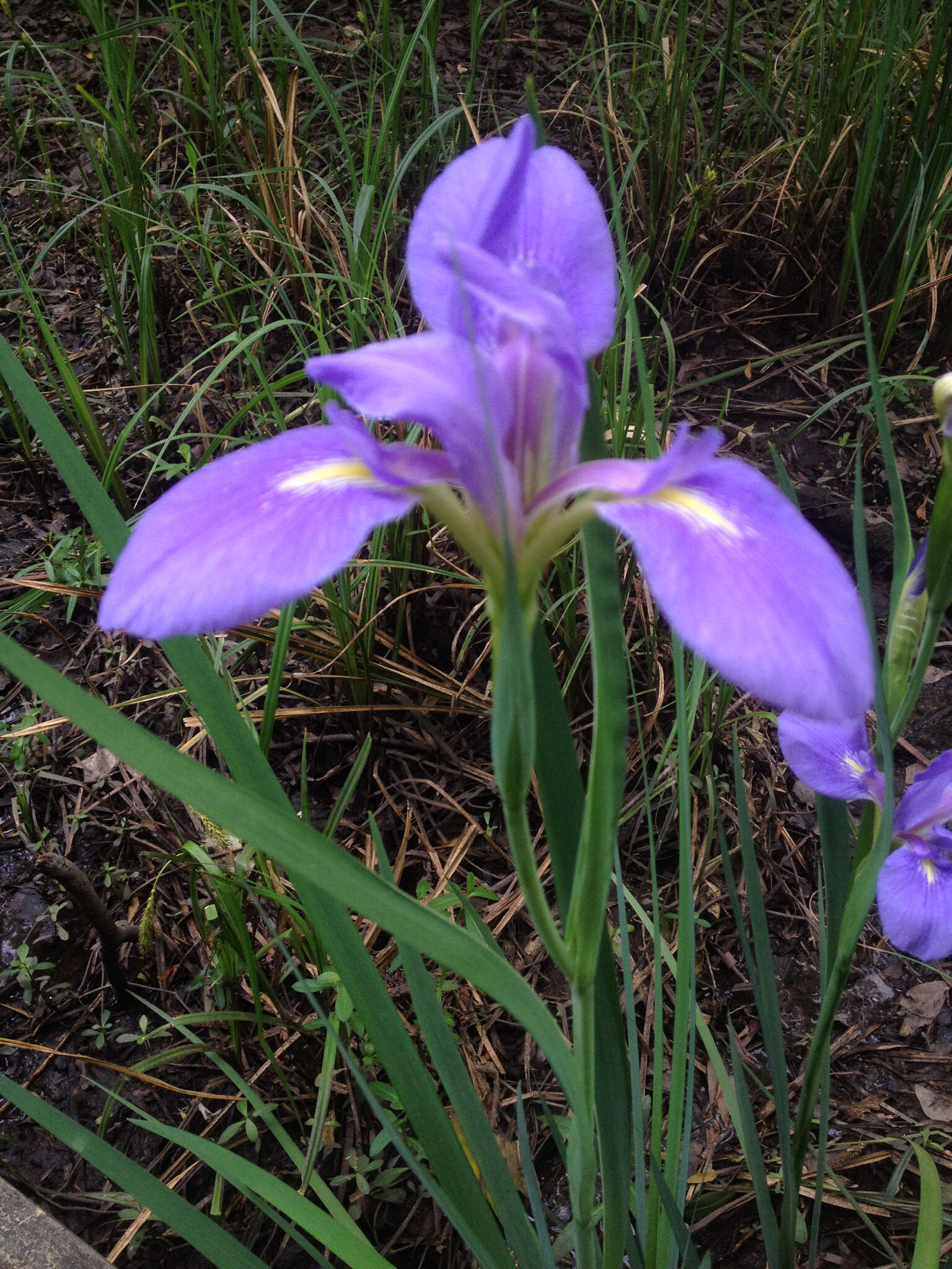 Image of giant blue iris