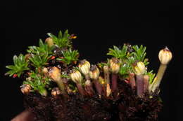 Image of Azorella diapensioides A. Gray