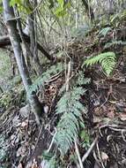 Image of Pacific Wood Fern